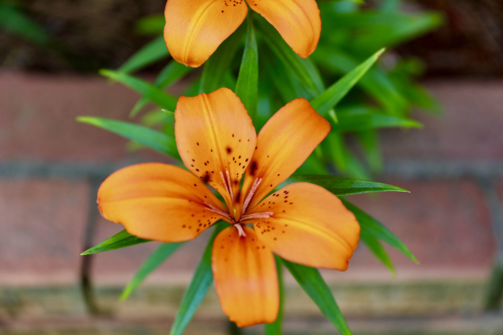 Amaryllis Bloom